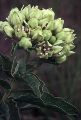 Asclepias engelmanniana (Engelmann's milkweed), close-up of flowers