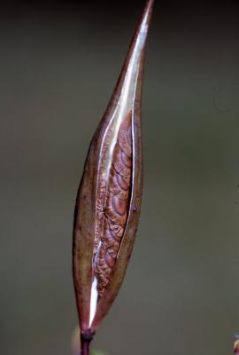 Asclepias incarnata L. (swamp milkweed), close-up of fruit