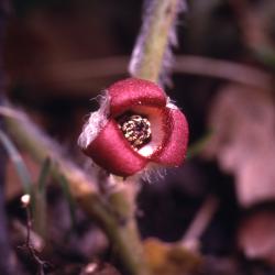 Asarum canadense L. (wild-ginger), close-up of flower