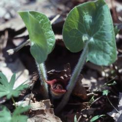 Asarum canadense L. (wild-ginger), leaves, stems, and flower