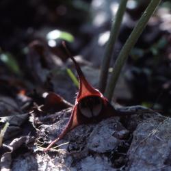 Asarum canadense L. (wild-ginger), flower