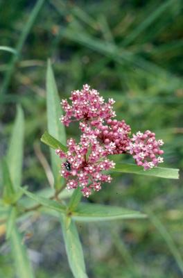 Asclepias incarnata L. (swamp milkweed), flowers