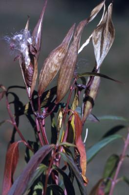 Asclepias incarnata L. (swamp milkweed), fruits and stems