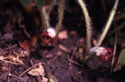 Asarum canadense L. (wild-ginger), close-up of flowers and stems