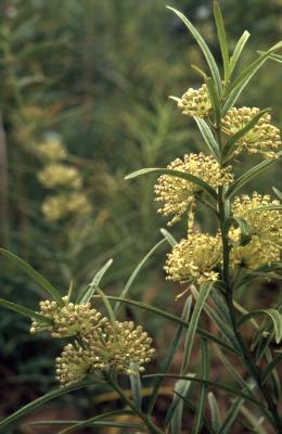 Asclepias hirtella (Pennell) Woodson (tall green milkweed), flowers