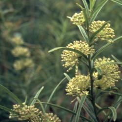 Asclepias hirtella (Pennell) Woodson (tall green milkweed), flowers and leaves on stem