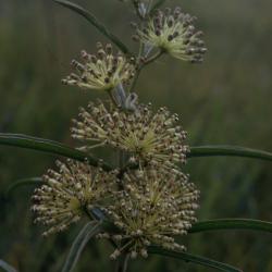 Asclepias hirtella (Pennell) Woodson (tall green milkweed), flower buds