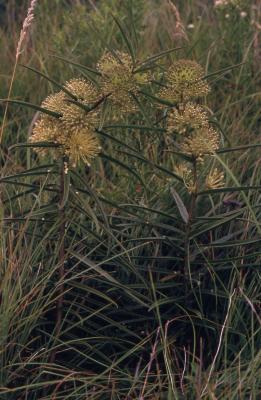 Asclepias hirtella (Pennell) Woodson (tall green milkweed), habit