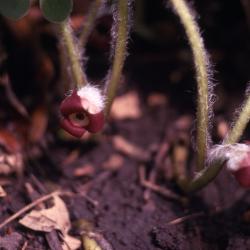 Asarum canadense L. (wild-ginger), close-up of flowers and stems