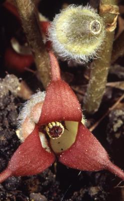 Asarum canadense L. (wild-ginger), close-up of flower and flower bud