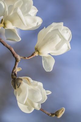 Yulan Magnolia Blossoms in Full Bloom