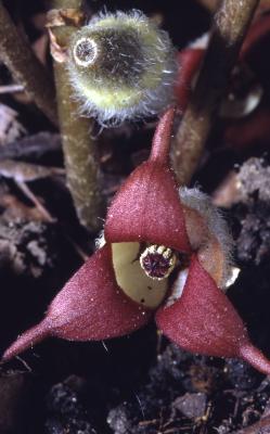 Asarum canadense L. (wild-ginger), close-up of flowers 