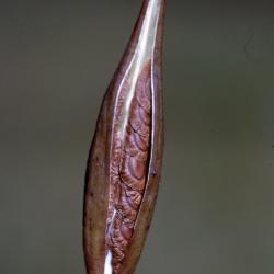 Asclepias incarnata L. (swamp milkweed), close-up of fruit