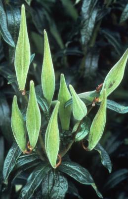 Asclepias L. (milkweed), close-up of immature fruit (follicles)