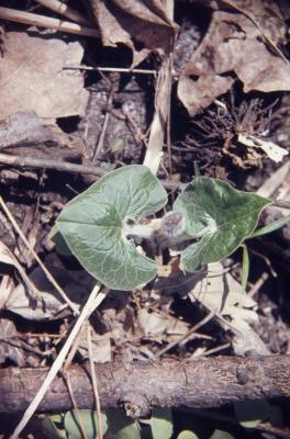Asarum canadense L. (wild-ginger), pair of leaves with flower bud