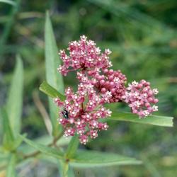 Asclepias incarnata L. (swamp milkweed), flowers