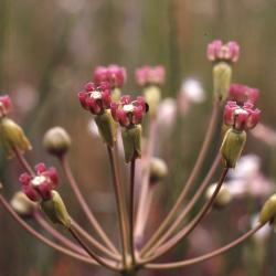 Asclepias amplexicaulis Sm. (clasping milkweed), close-up of flower cluster