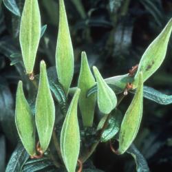 Asclepias L. (milkweed), close-up of immature fruit (follicles)