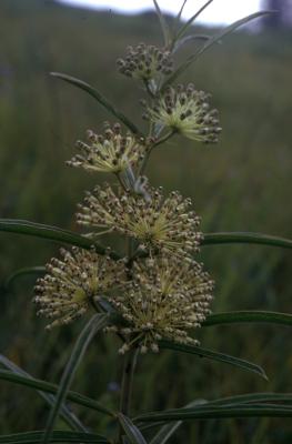 Asclepias hirtella (Pennell) Woodson (tall green milkweed), flower buds