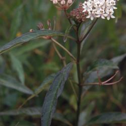 Asclepias hirtella (Pennell) Woodson (tall green milkweed), flowers and flower buds