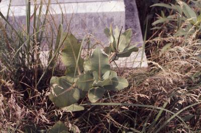 Asclepias amplexicaulis Sm. (clasping milkweed), habit
