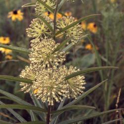 Asclepias hirtella (Pennell) Woodson (tall green milkweed), flowers