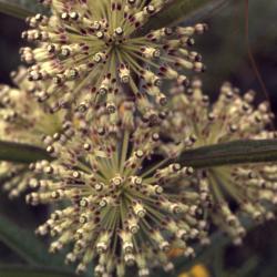 Asclepias hirtella (Pennell) Woodson (tall green milkweed), close-up of flowers