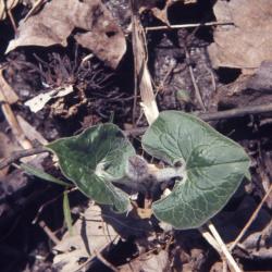 Asarum canadense L. (wild-ginger), pair of leaves with flower bud