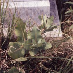 Asclepias amplexicaulis Sm. (clasping milkweed), habit
