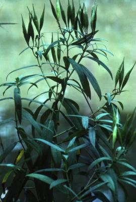 Asclepias incarnata L. (swamp milkweed), pods with stems and leaves