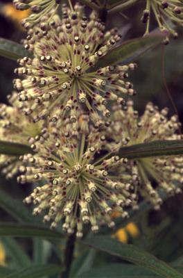 Asclepias hirtella (Pennell) Woodson (tall green milkweed), close-up of flowers