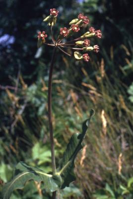 Asclepias amplexicaulis Sm. (sand milkweed), habit