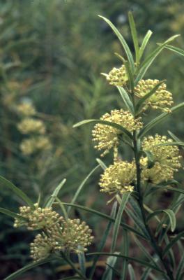 Asclepias hirtella (Pennell) Woodson (tall green milkweed), flowers and leaves on stem