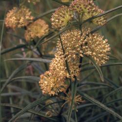 Asclepias hirtella (Pennell) Woodson (tall green milkweed), flowers and flower buds