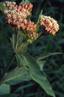 Asclepias incarnata L. (swamp milkweed), flowers and leaves