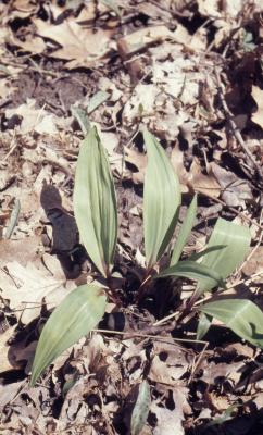 Allium tricoccum Aiton (ramp), close-up of new leaves