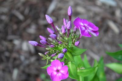 Phlox paniculata L. (garden phlox), flower buds
