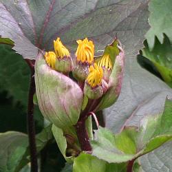 Ligularia dentata ‘Othello’ (othello big-leaved goldenray), flower buds