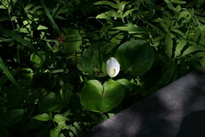 Calla palustris (Water Arum), flower, full, habit, summer