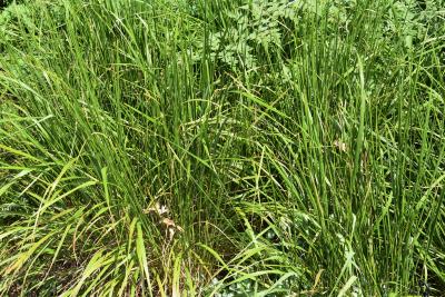 Calamagrostis brachytricha (Korean Reed Grass), habit, summer