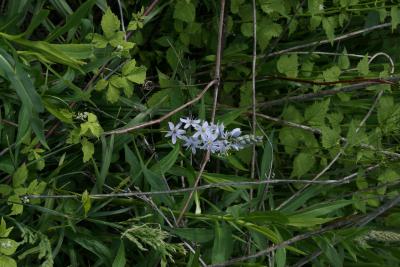 Camassia scilloides (Wild-hyacinth), habit, spring