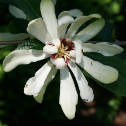 Calycanthus 'Venus' (Venus Sweetshrub), flower, full
