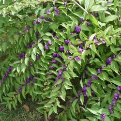 Callicarpa dichotoma 'Issai' (Issai Purple Beautyberry), habit, fall