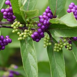 Callicarpa dichotoma 'Issai' (Issai Purple Beautyberry), fruit, mature, immature