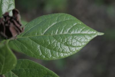 Calycanthus floridus (Carolina-allspice), leaf, upper surface