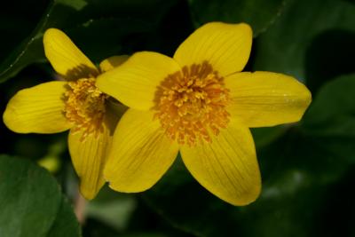 Caltha palustris (Marsh Marigold), flower, full