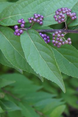 Callicarpa dichotoma 'Issai' (Issai Purple Beautyberry), leaf, upper surface
