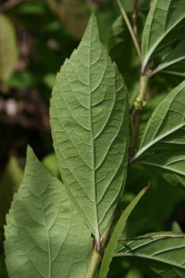 Callicarpa dichotoma (Purple Beautyberry), leaf, lower surface