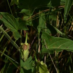 Calystegia sepium (Hedge Bindweed), leaf, summer