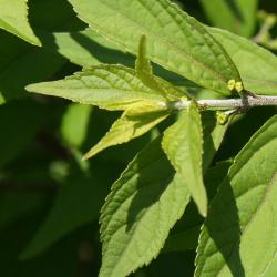 Callicarpa dichotoma 'Early Amethyst' (Early Amethyst Purple Beautyberry), leaf, new